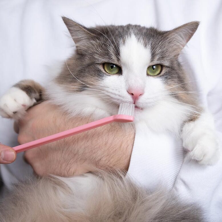 Toothbrush For Animals. Man Brushes Teeth Of A Gray Cat. Animal Care Concept