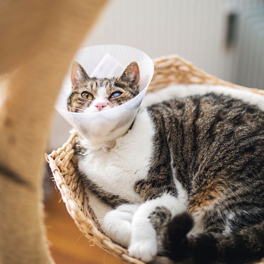 Cat Wearing A Cone