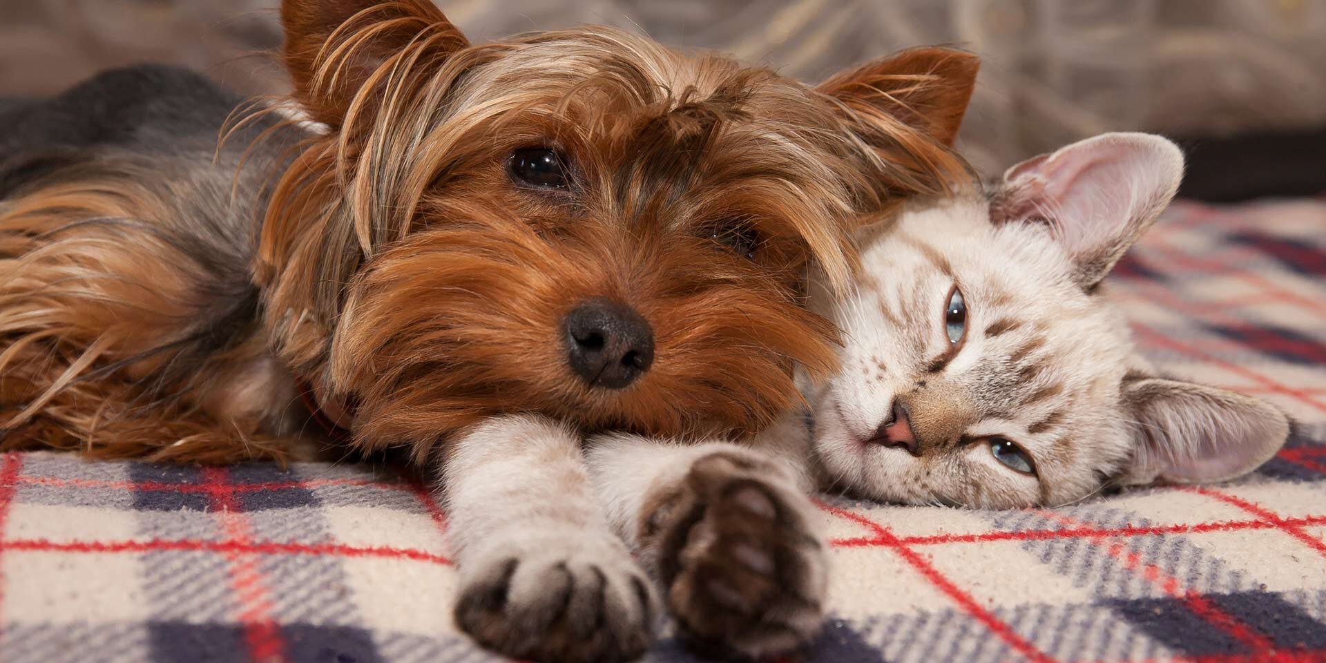 Cat And Dog Laying On Bed