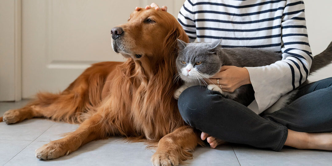 Dog And Cat With Owner