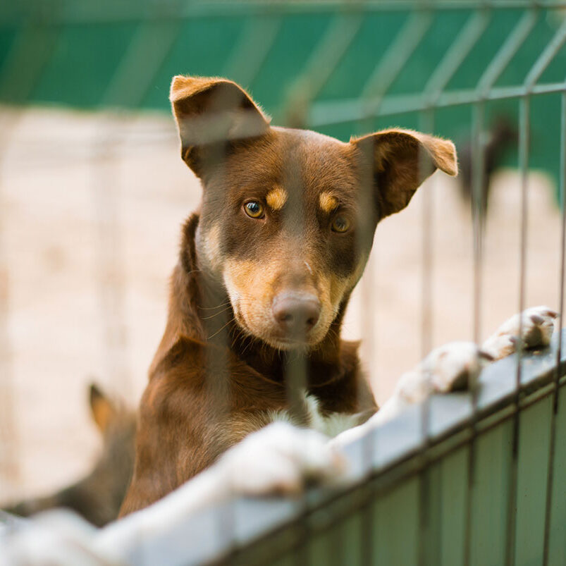Pup At A Shelter