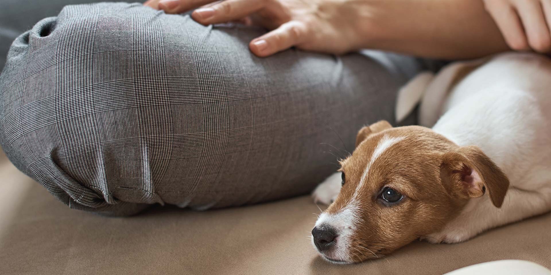 Young Pup With Its Owner