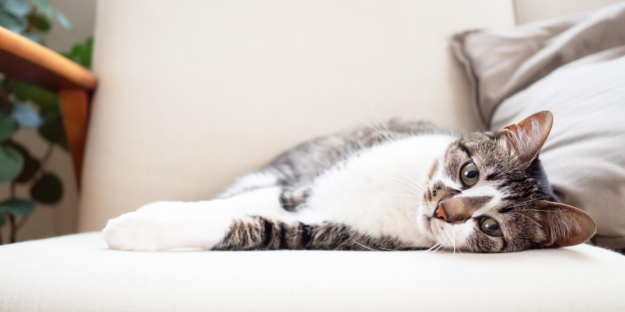 Cat Laying On White Chair
