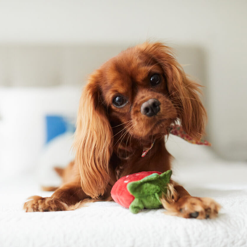Spaniel Puppy On Bed
